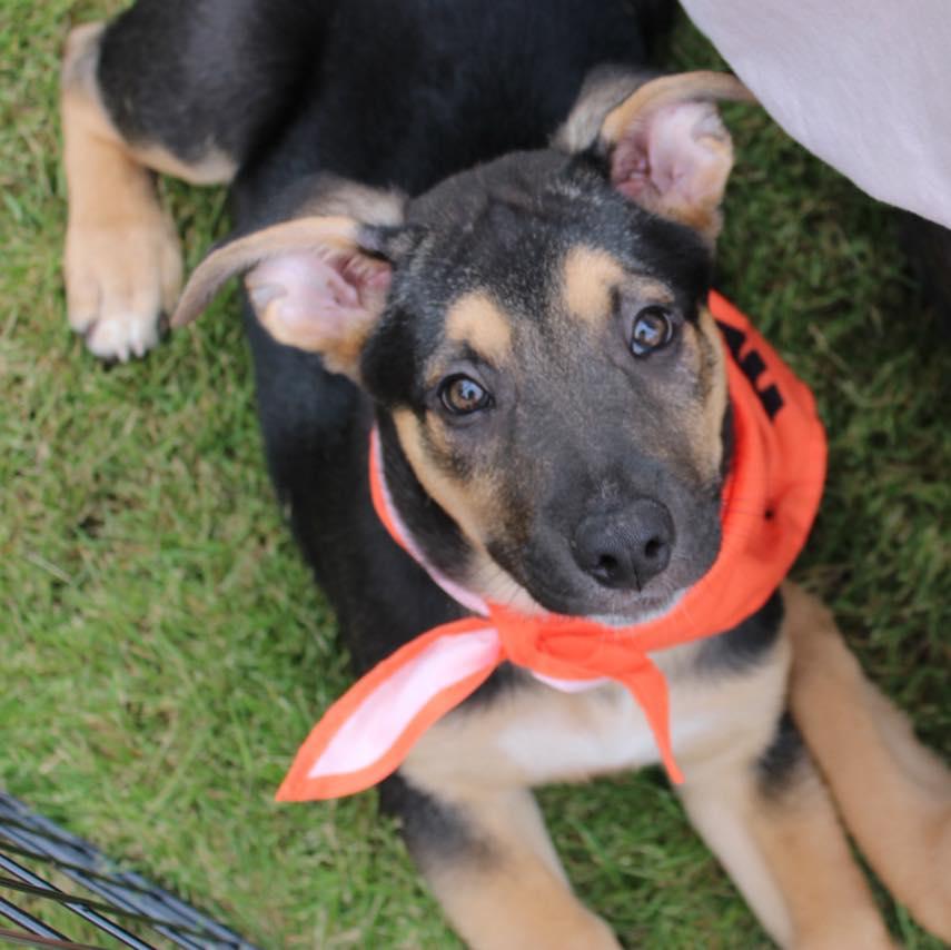 Enlarge Hutch, a ADOPTABLE mixed breed in Fort Worth, TX image 5/6