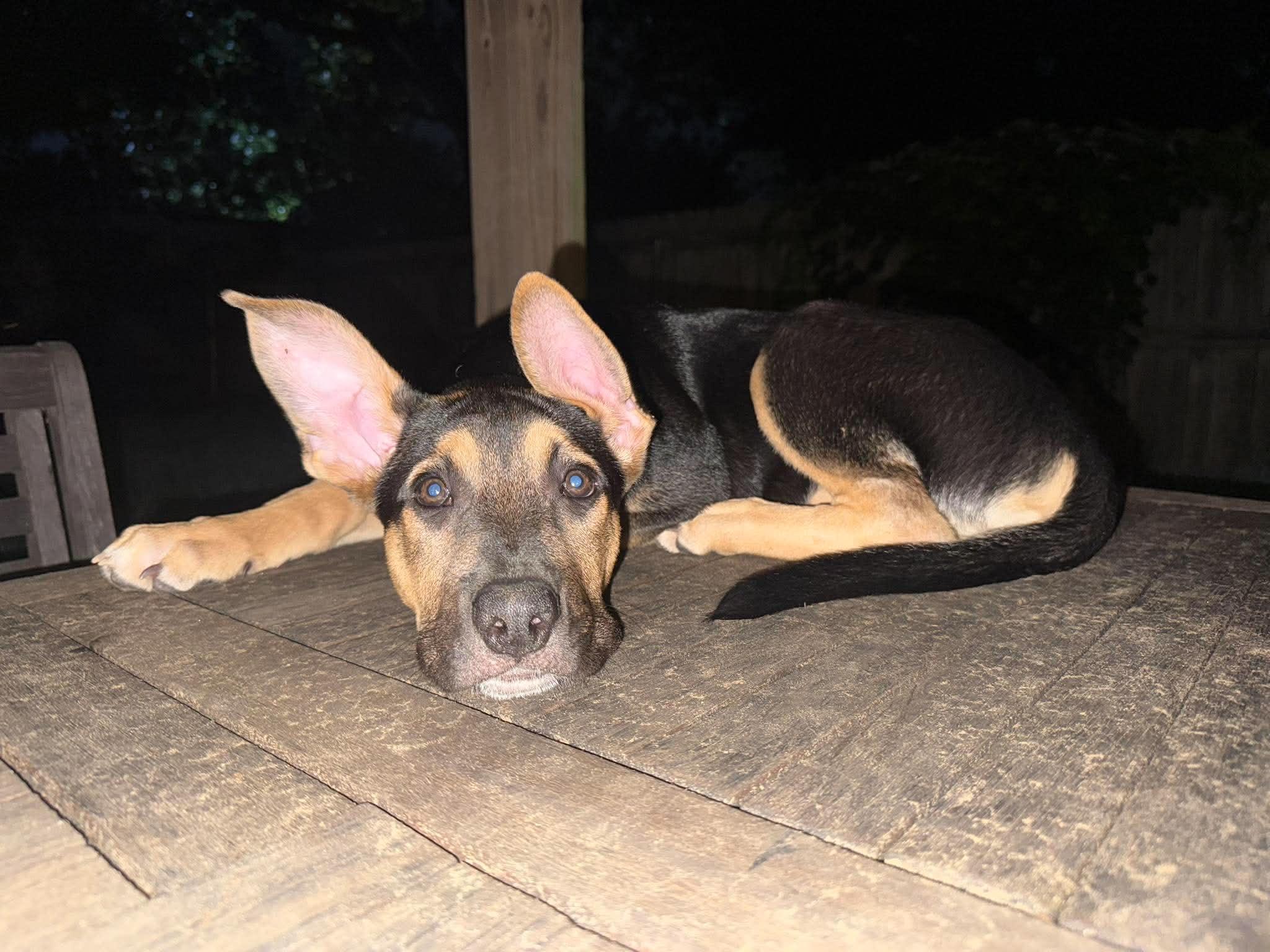 Enlarge Hutch, a ADOPTABLE mixed breed in Fort Worth, TX image 2/6