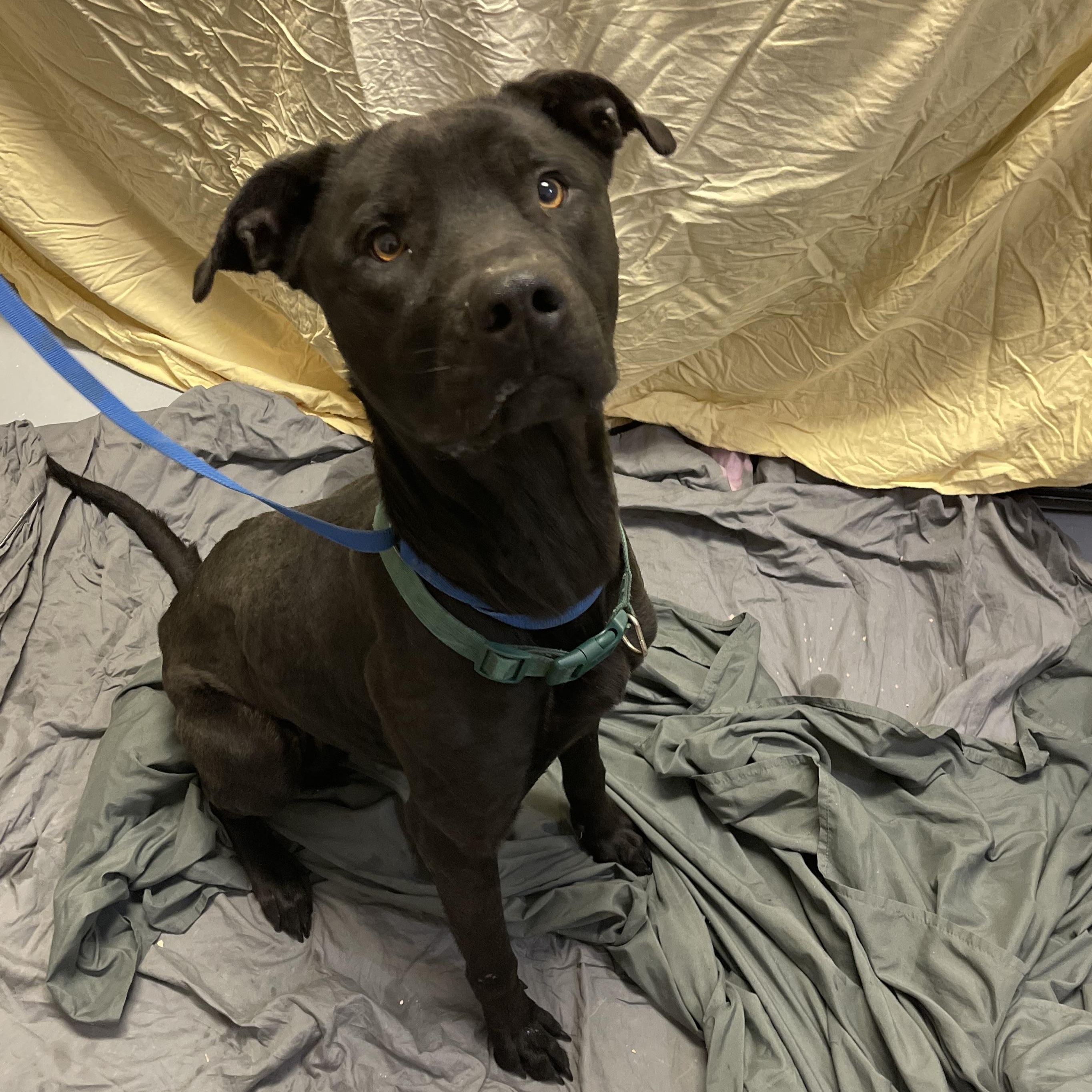 Presley, ADOPTABLE, Adult Male Pit Bull Terrier & Labrador Retriever.