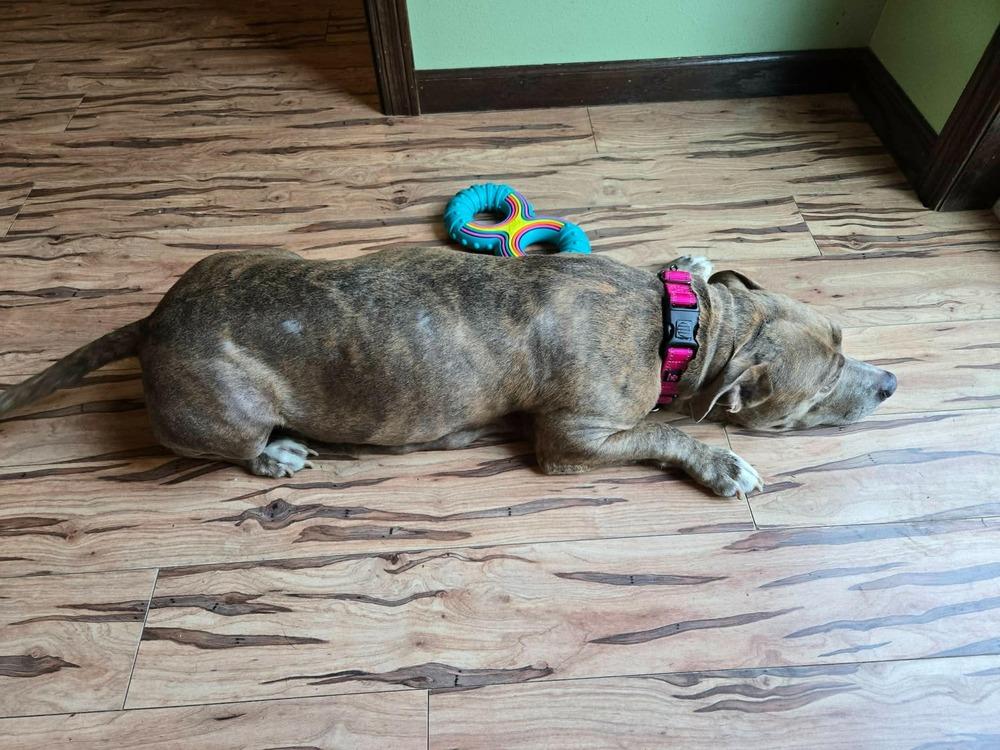 Enlarge Brioche, a Adoptable mixed breed in Rockland, WI image 1/4