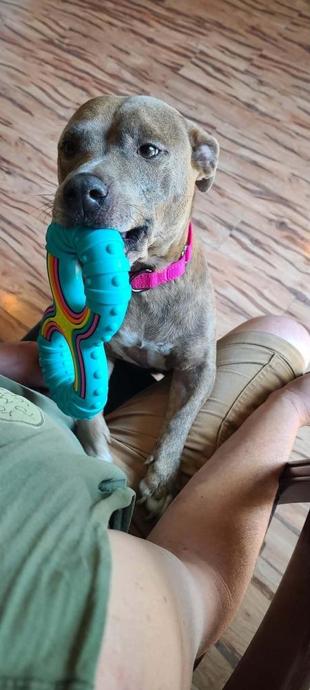 Enlarge Brioche, a Adoptable mixed breed in Rockland, WI image 2/4