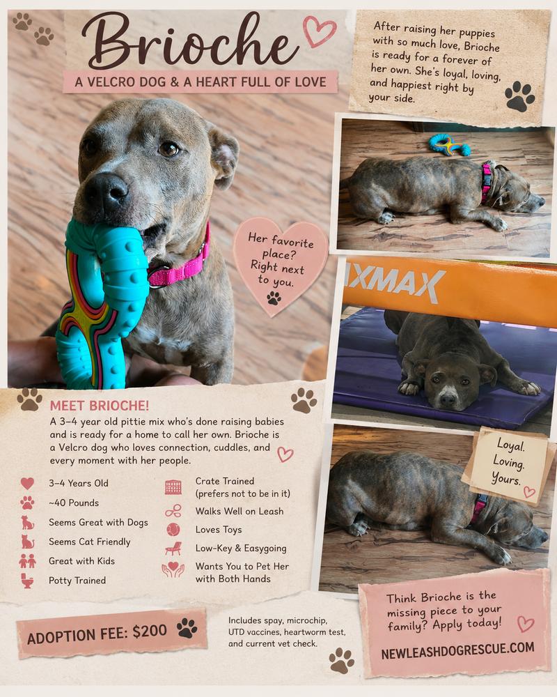 Enlarge Brioche, a Adoptable mixed breed in Rockland, WI image 3/4