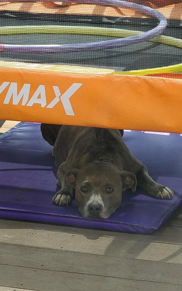 Enlarge Brioche, a Adoptable mixed breed in Rockland, WI image 4/4