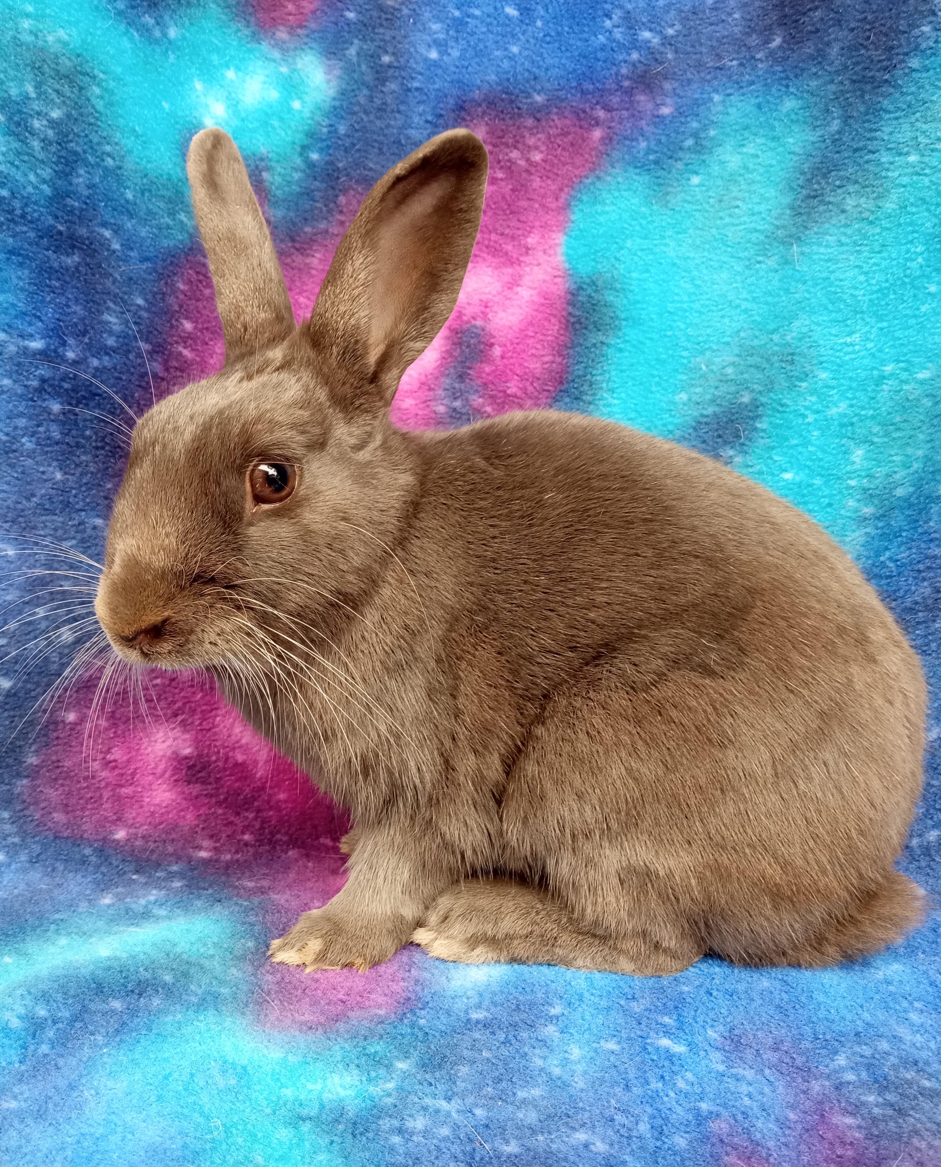 Willis, Adoptable, Adult Male Polish.