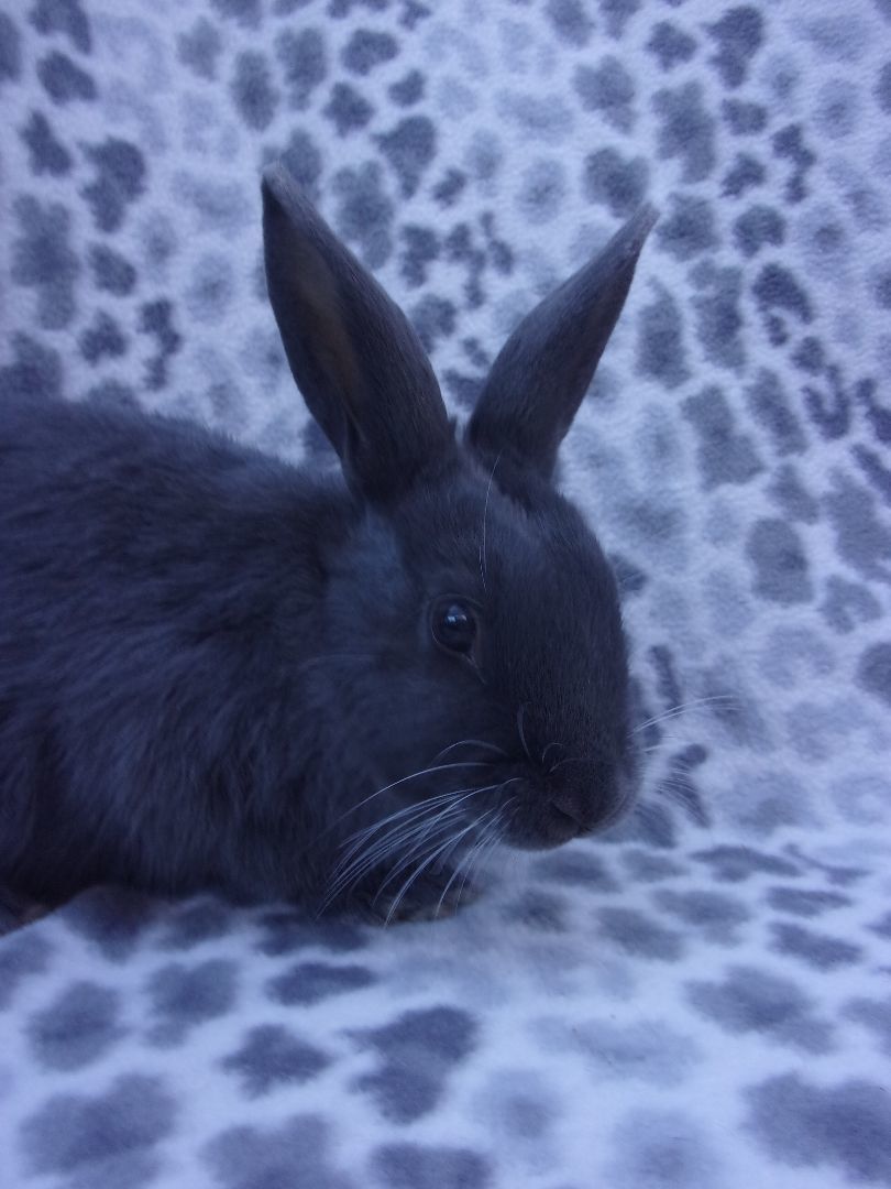 Willis, a Adoptable Polish in Goleta, CA image 4/4