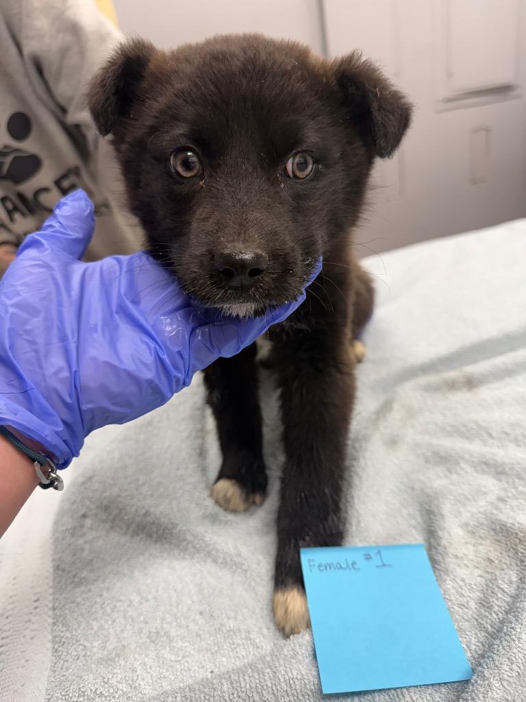 Kanga, Adoptable, Puppy Female Australian Shepherd & Husky.