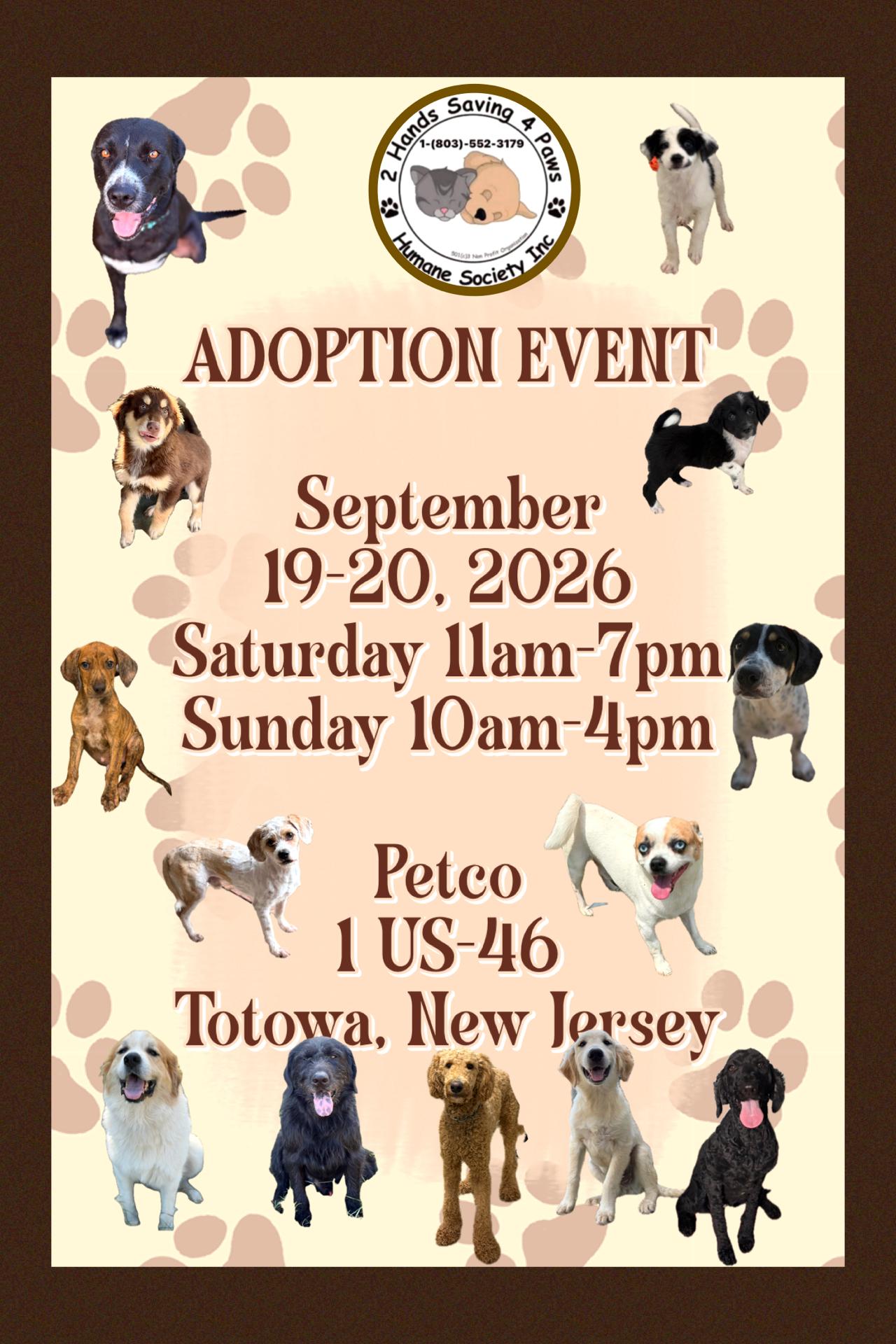 Enlarge Iris, a Adoptable mixed breed in Totowa, NJ image 2/2