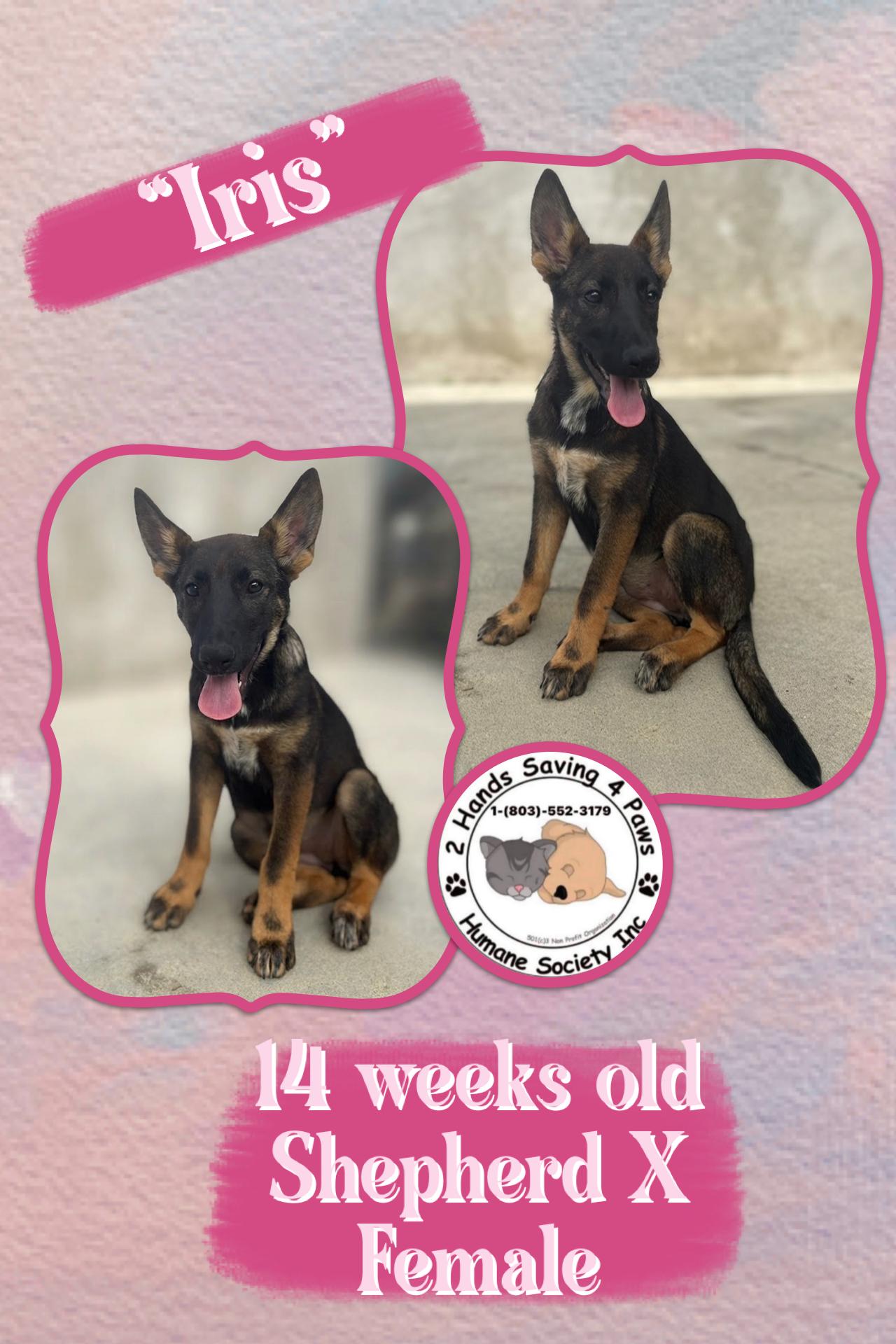 Iris, Adoptable, Puppy Female Shepherd.