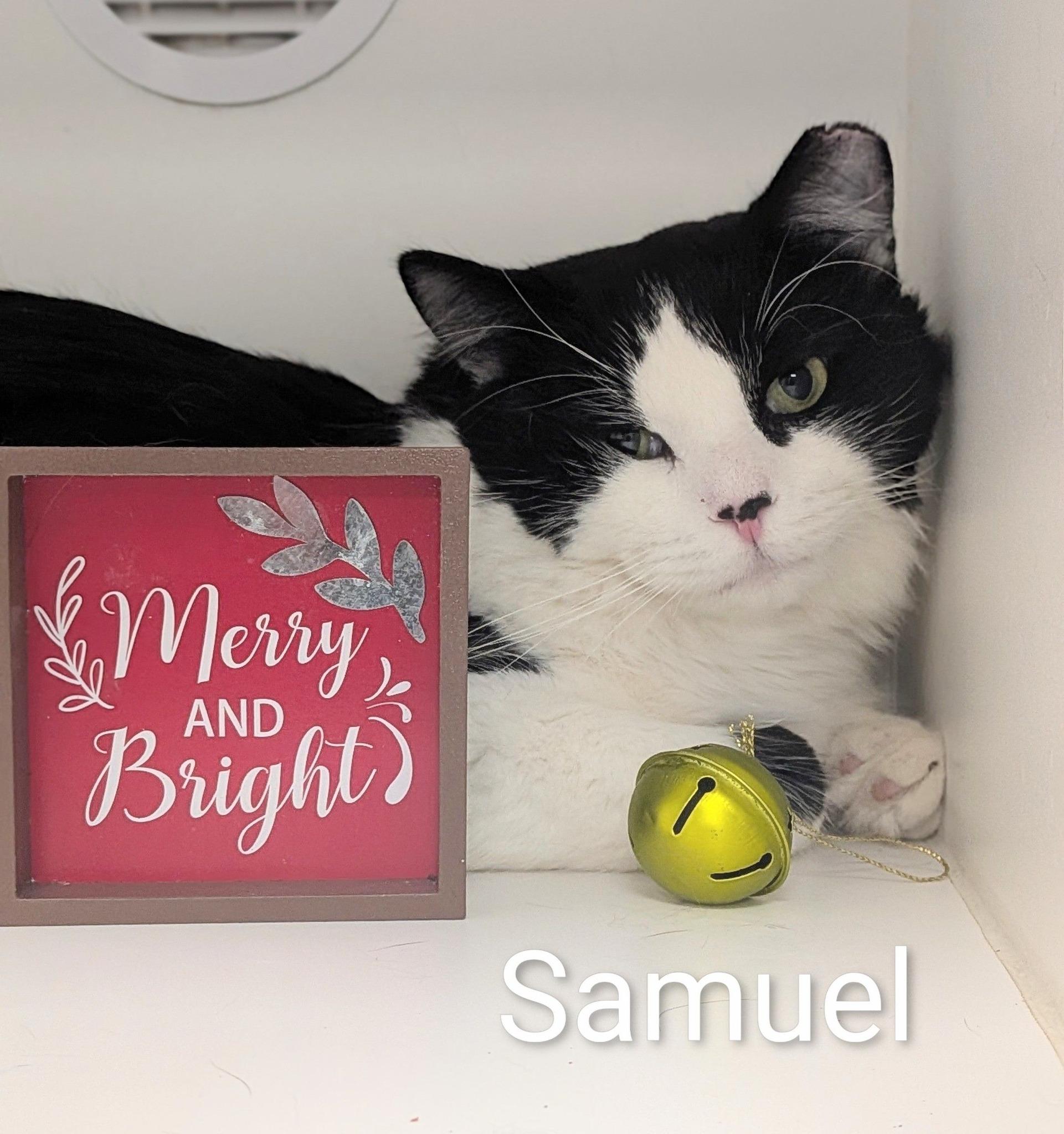 Enlarge Samuel, a Adoptable Domestic Medium Hair in Flint, MI image 1/1