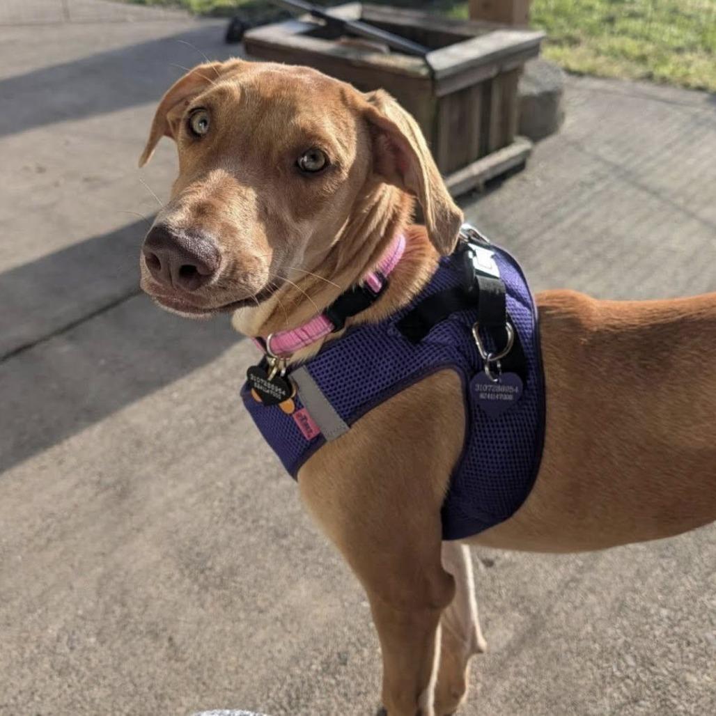 SUNKISS, adopted, Young Female Retriever.