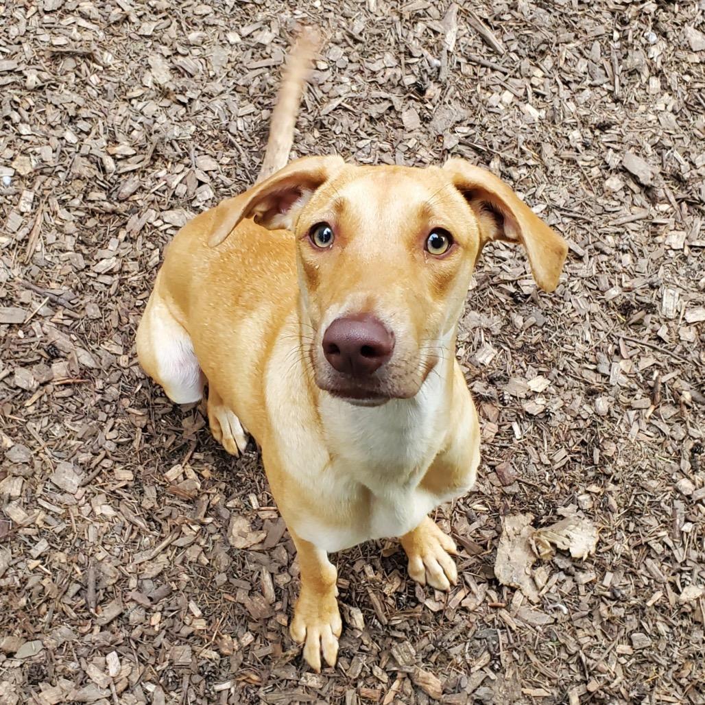 Enlarge SUNKISS, an adopted mixed breed in Graham, WA image 2/6