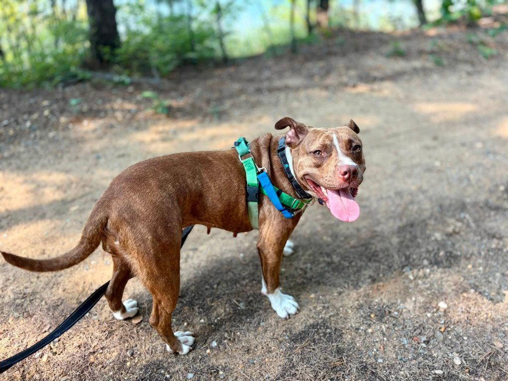 Snickers, a Adoptable mixed breed in Sayreville, NJ image 1/3