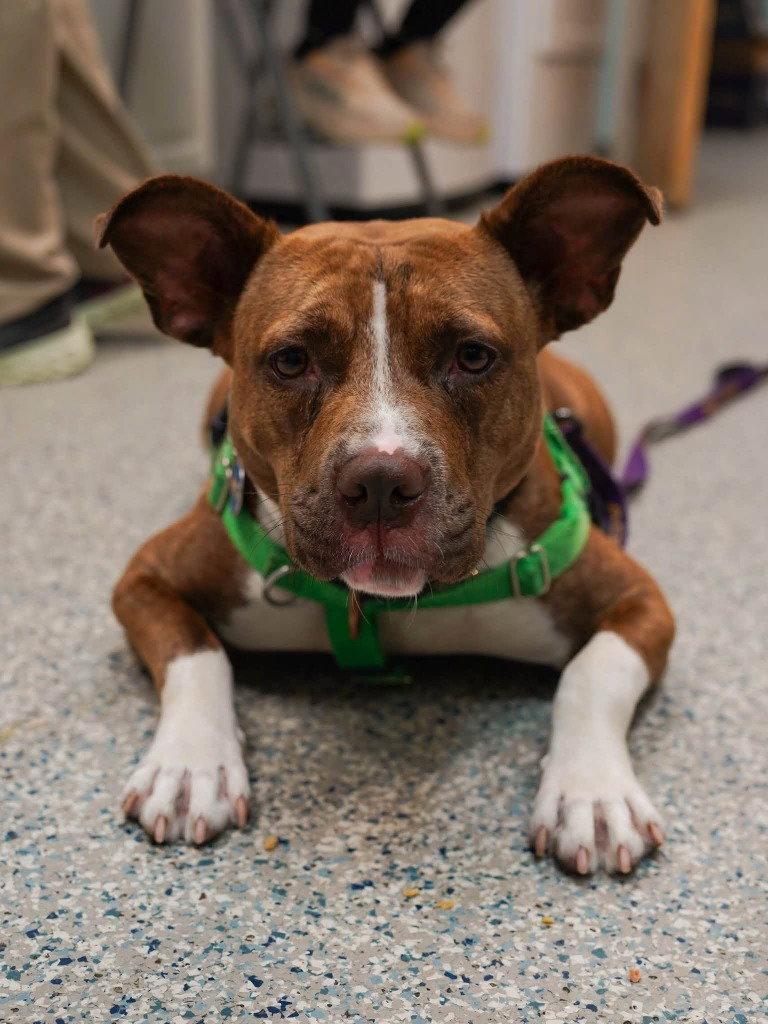 Snickers, a Adoptable mixed breed in Sayreville, NJ image 2/3