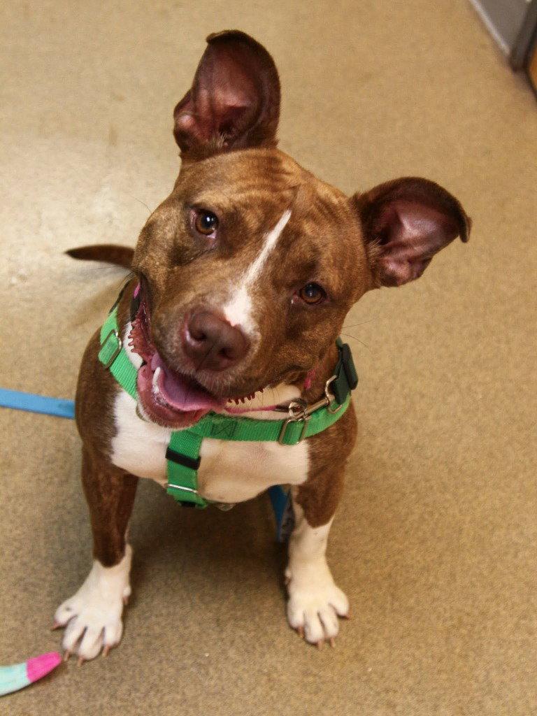 Snickers, a Adoptable mixed breed in Sayreville, NJ image 1/3