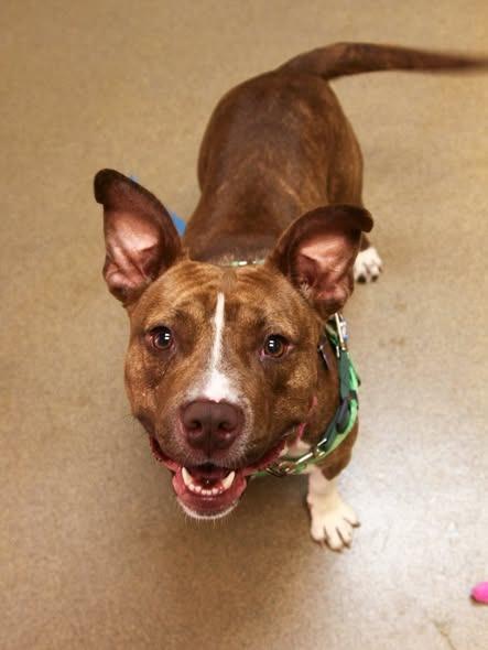 Snickers, a Adoptable mixed breed in Sayreville, NJ image 2/3