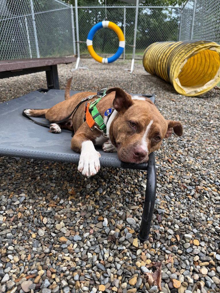 Snickers, a Adoptable mixed breed in Sayreville, NJ image 3/3