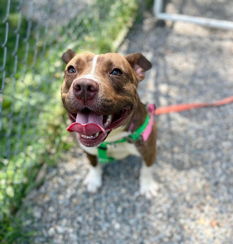 Snickers, a Adoptable mixed breed in Sayreville, NJ image 3/3