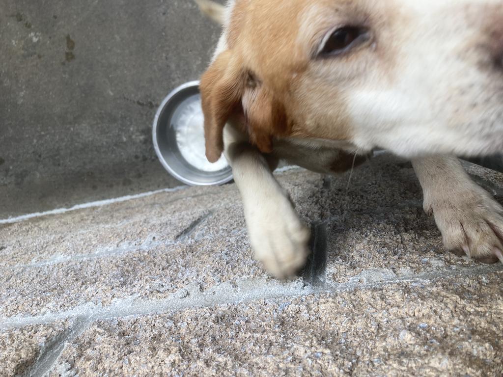 Burrata (aka Clyde), Adoptable, Senior Male Beagle.
