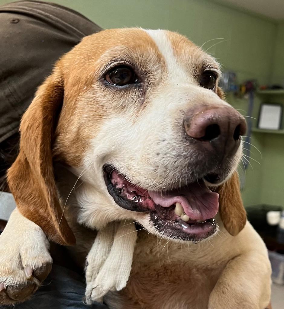 Burrata (aka Clyde), a Adoptable mixed breed in Burnsville, NC image 4/4