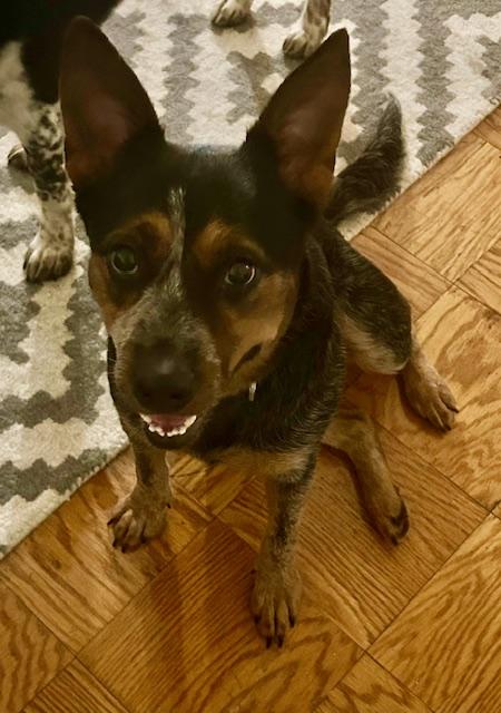Lilly Belle
