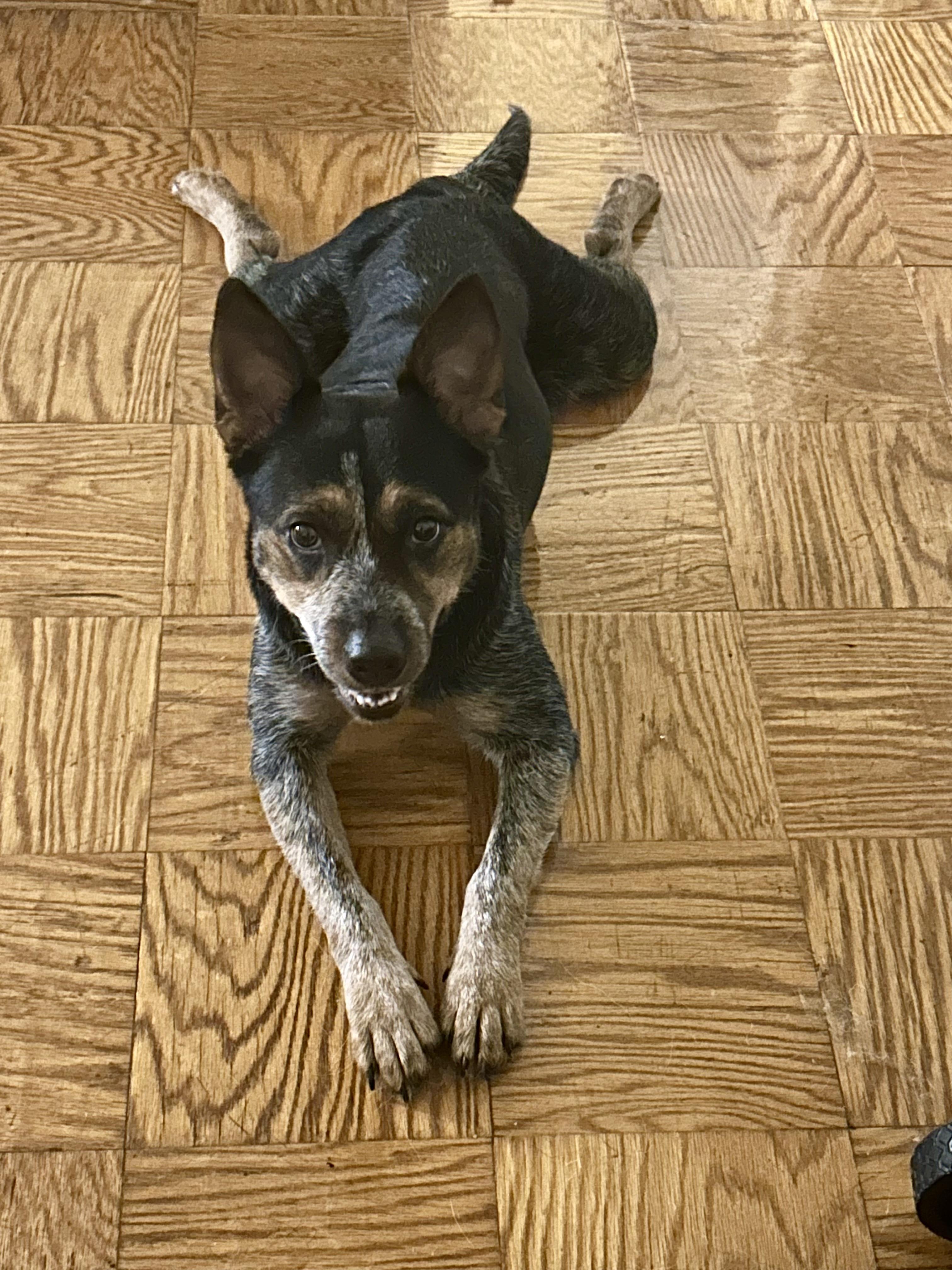 Lilly Belle
