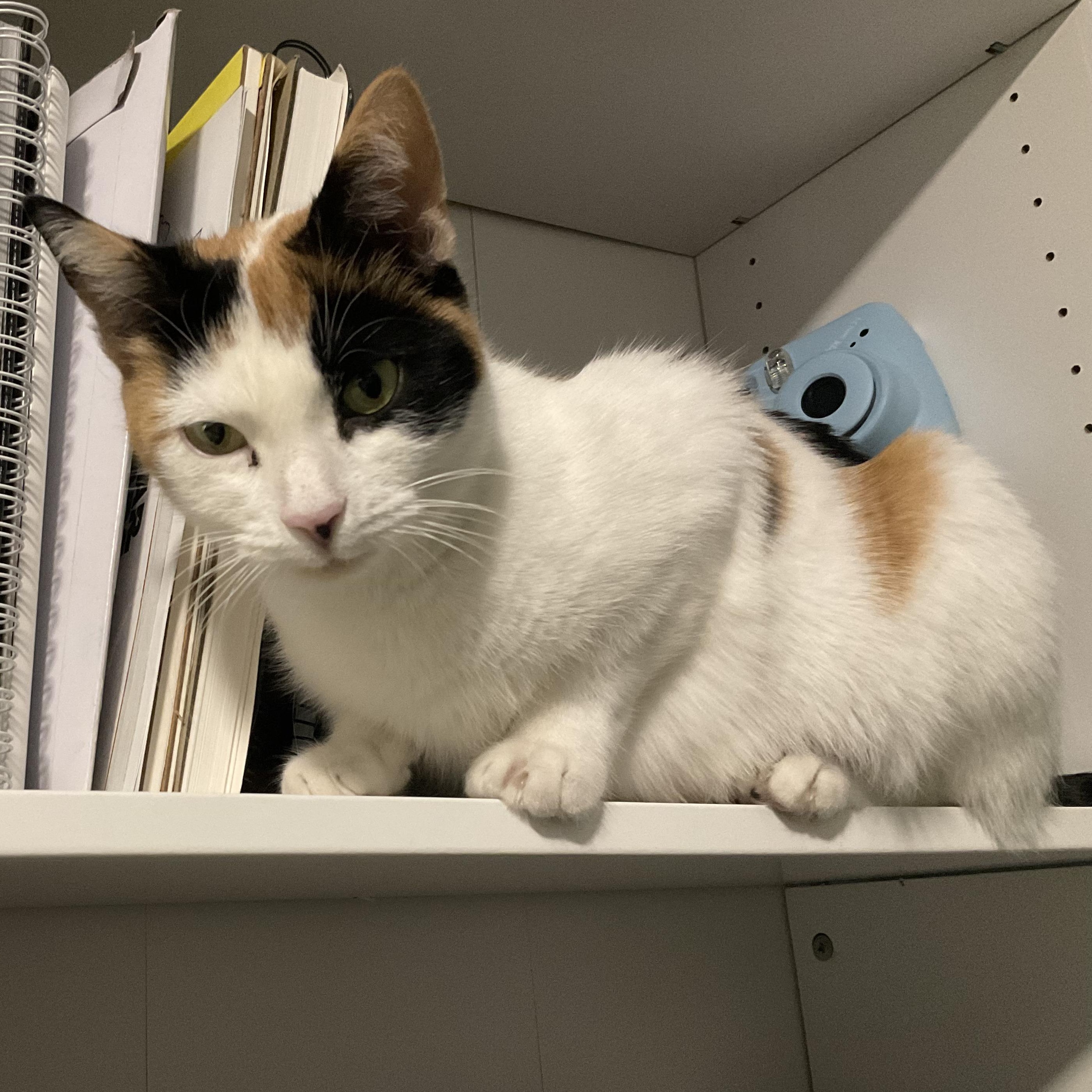 Enlarge Snow Queen, a ADOPTABLE mixed breed in Hyattsville, MD image 1/6