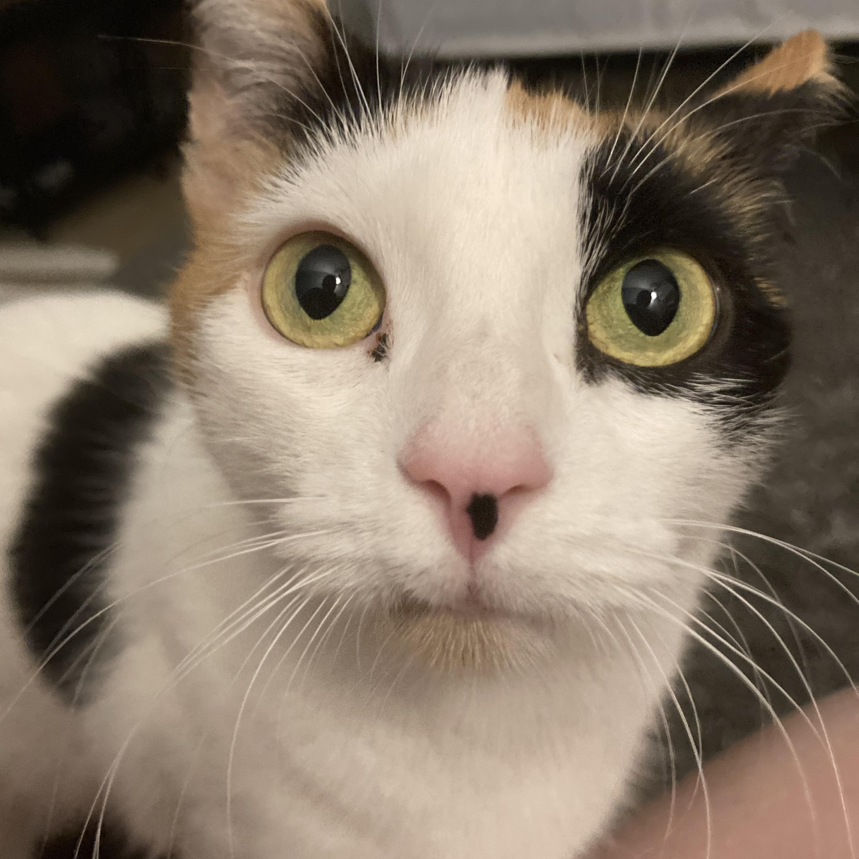 Enlarge Snow Queen, a ADOPTABLE mixed breed in Hyattsville, MD image 5/6