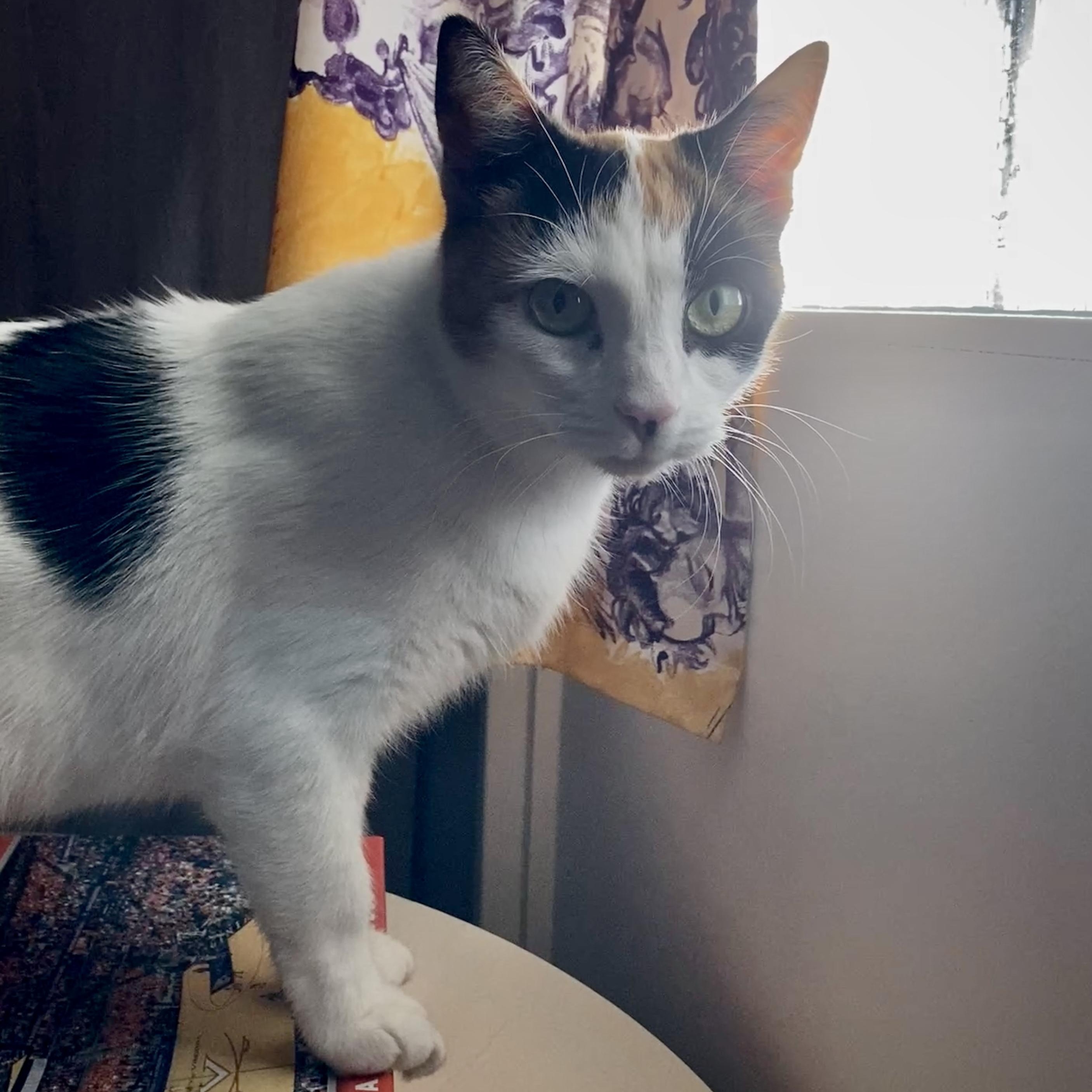 Enlarge Snow Queen, a ADOPTABLE mixed breed in Hyattsville, MD image 3/6