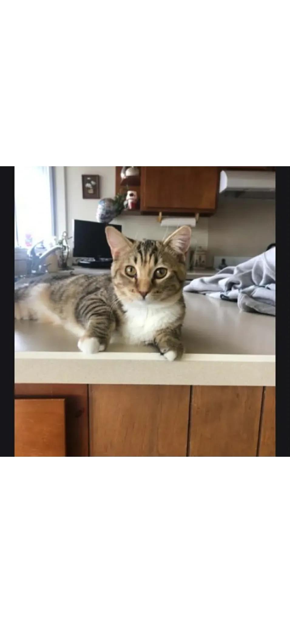 Mary Jane , ADOPTABLE, Adult Female Domestic Short Hair.