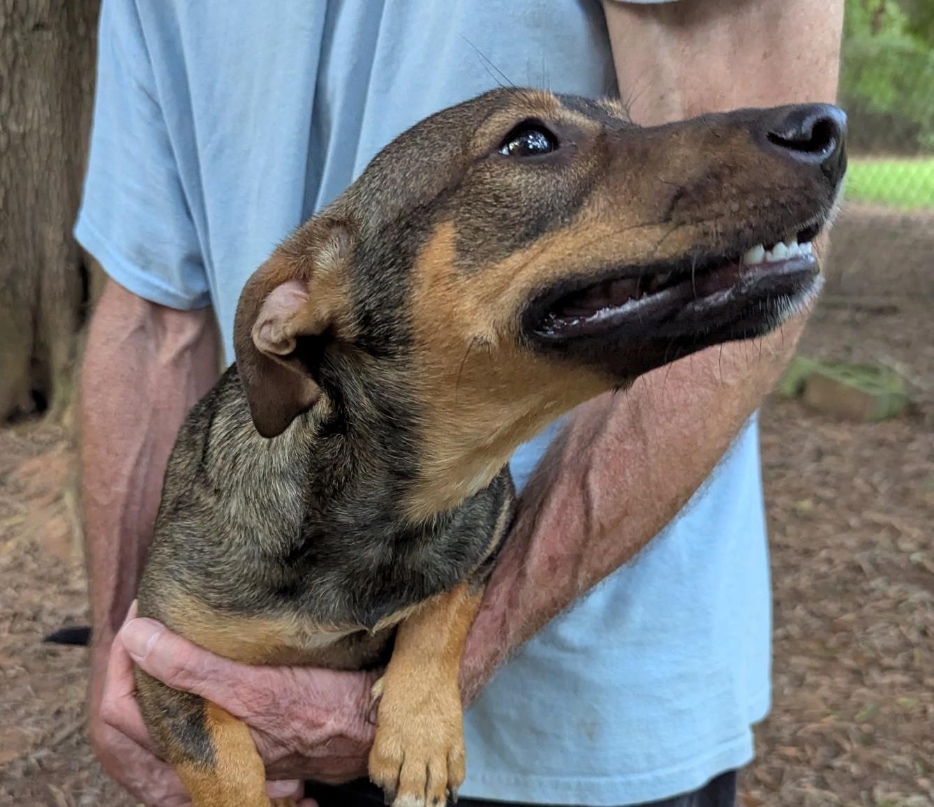Enlarge Penniwinkle, a Adoptable mixed breed in Milner, GA image 2/5