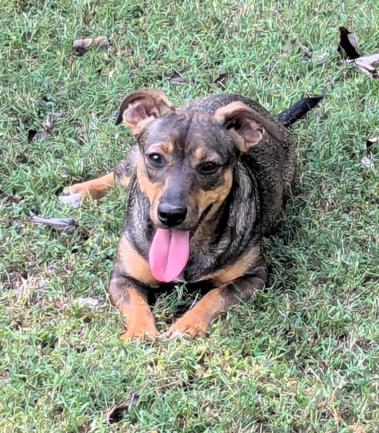 Enlarge Penniwinkle, a Adoptable mixed breed in Milner, GA image 5/5