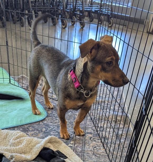 Enlarge Penniwinkle, a Adoptable mixed breed in Milner, GA image 4/5