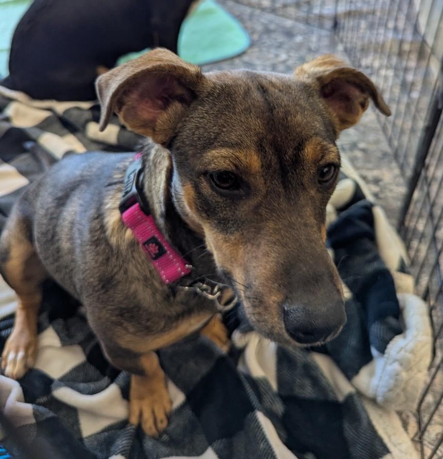 Enlarge Penniwinkle, a Adoptable mixed breed in Milner, GA image 3/5