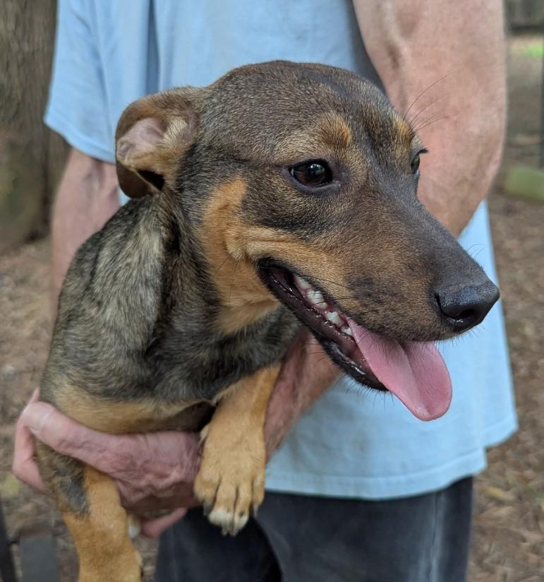 Penniwinkle, Adoptable, Young Female Dachshund & Terrier.