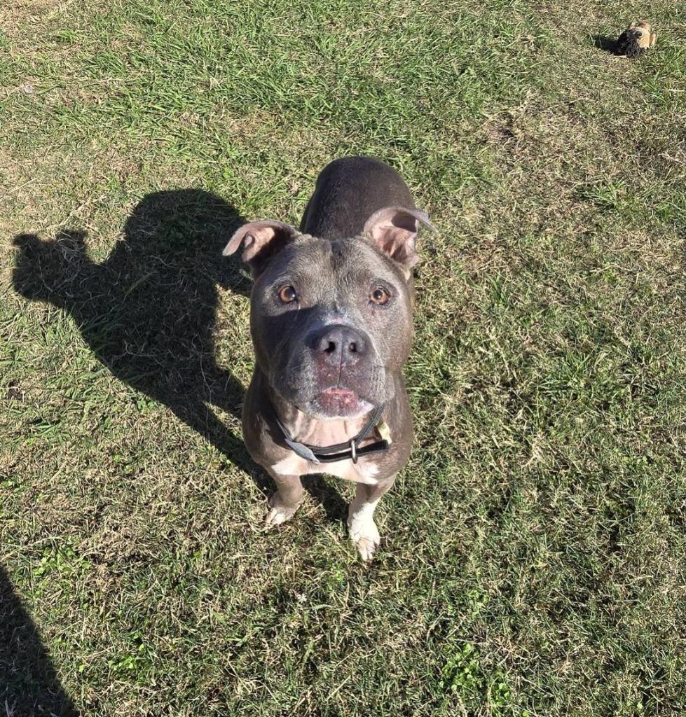 Bowser, Adoptable, Young Male Pit Bull Terrier.