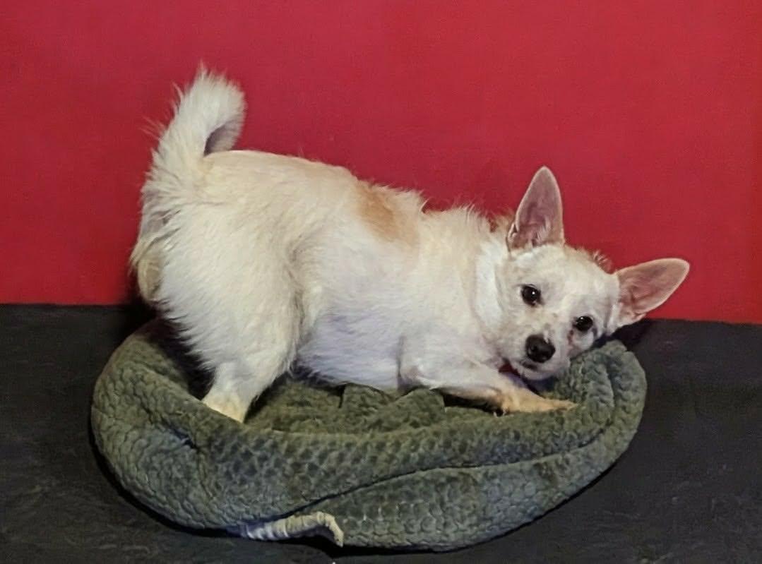 Enlarge Sano, a Adoptable mixed breed in Las Vegas, NV image 3/4