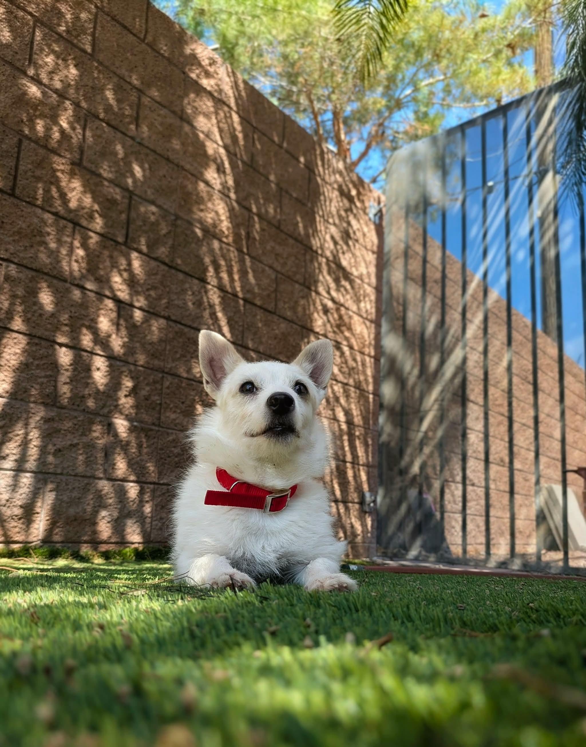Enlarge Sano, a Adoptable mixed breed in Las Vegas, NV image 4/4