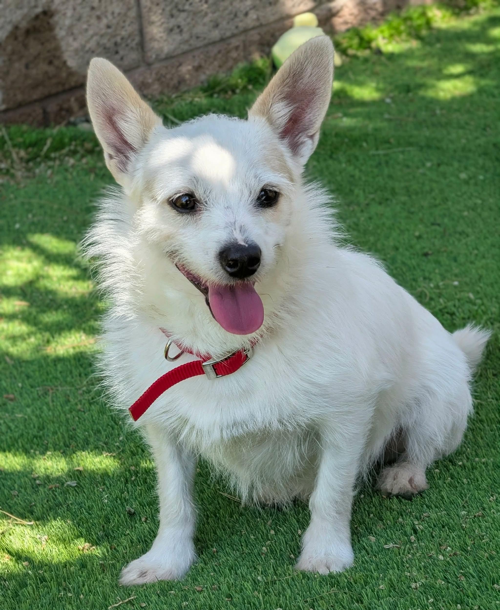 Sano, Adoptable, Young Male Terrier.