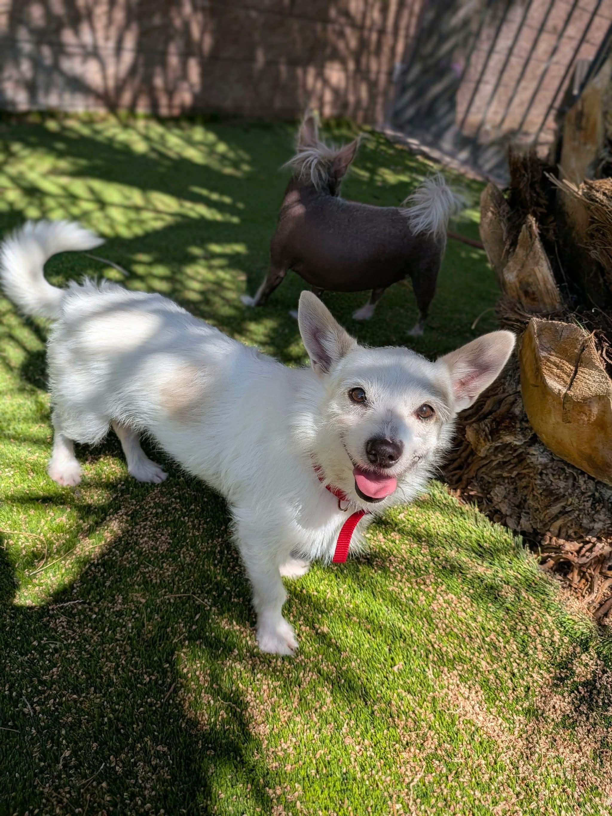 Enlarge Sano, a Adoptable mixed breed in Las Vegas, NV image 2/4