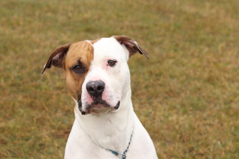 Enlarge Hazard, a ADOPTABLE Mixed Breed in Ionia, MI image 1/4