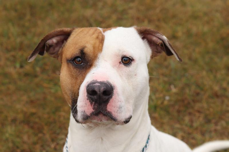 Enlarge Hazard, a ADOPTABLE Mixed Breed in Ionia, MI image 2/4