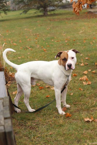 Enlarge Hazard, a ADOPTABLE Mixed Breed in Ionia, MI image 3/4