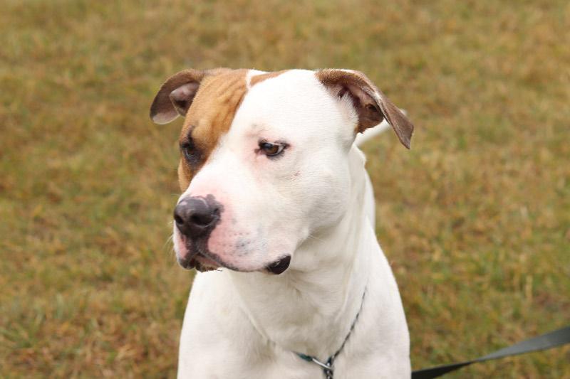 Enlarge Hazard, a ADOPTABLE Mixed Breed in Ionia, MI image 4/4