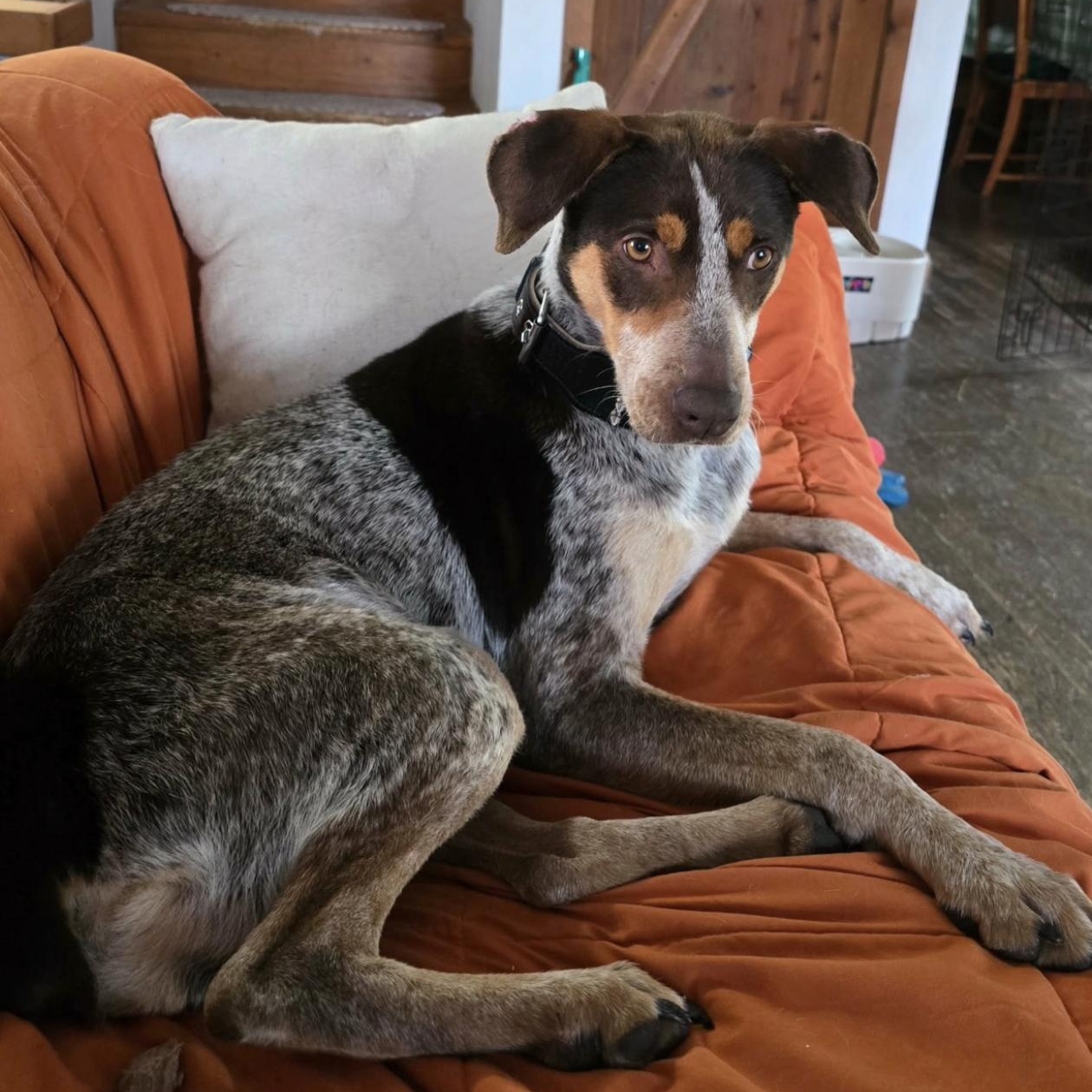 Enlarge Molly, a ADOPTABLE mixed breed in Cedarburg, WI image 3/6