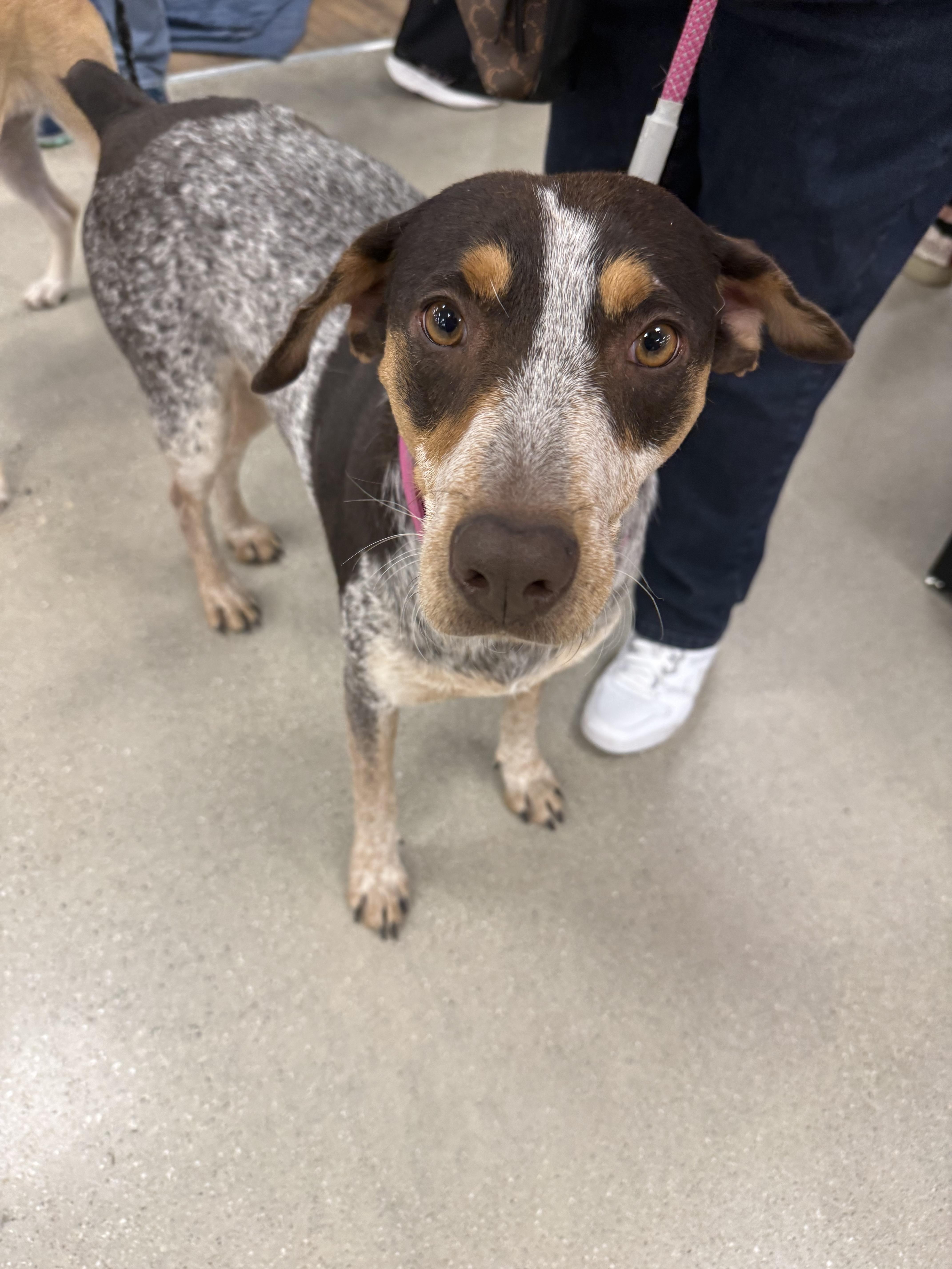 Enlarge Molly, a ADOPTABLE mixed breed in Cedarburg, WI image 4/6
