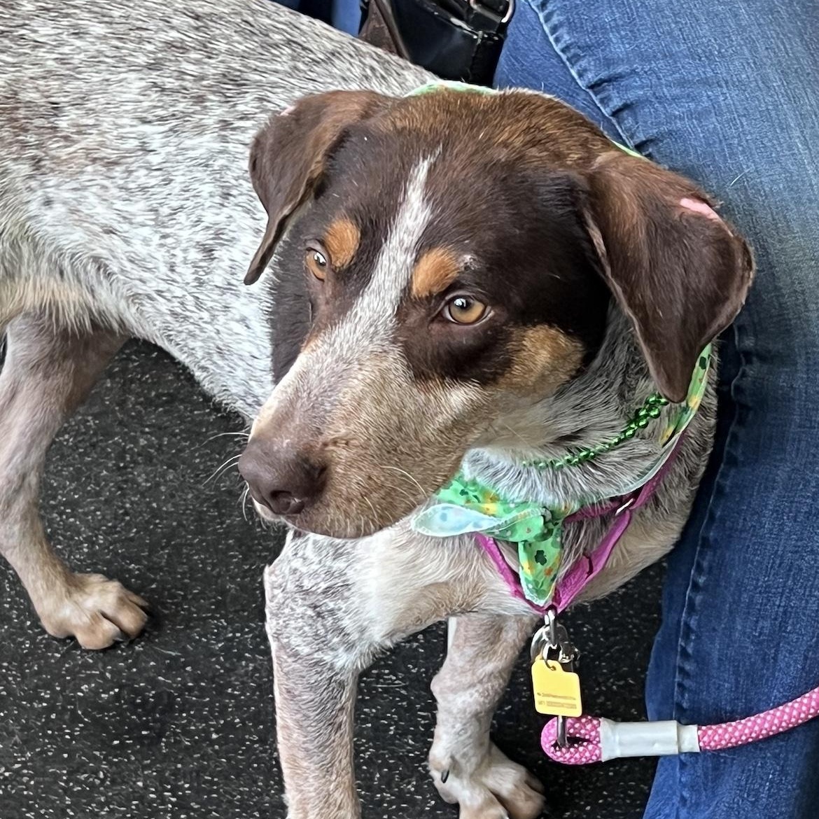 Enlarge Molly, a ADOPTABLE mixed breed in Cedarburg, WI image 2/6