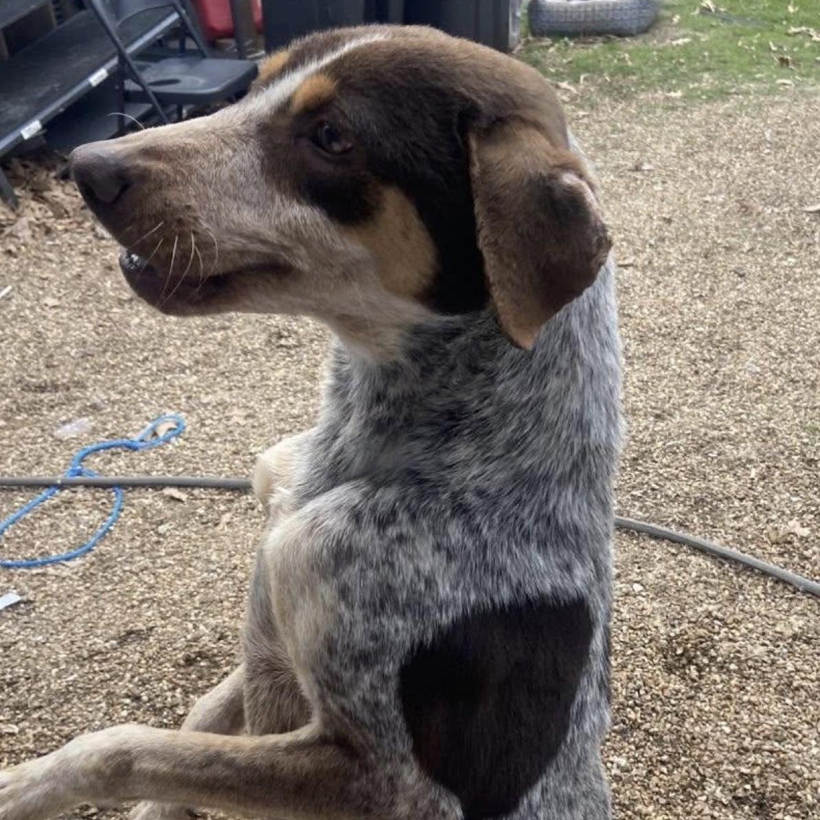 Enlarge Molly, a ADOPTABLE mixed breed in Cedarburg, WI image 6/6