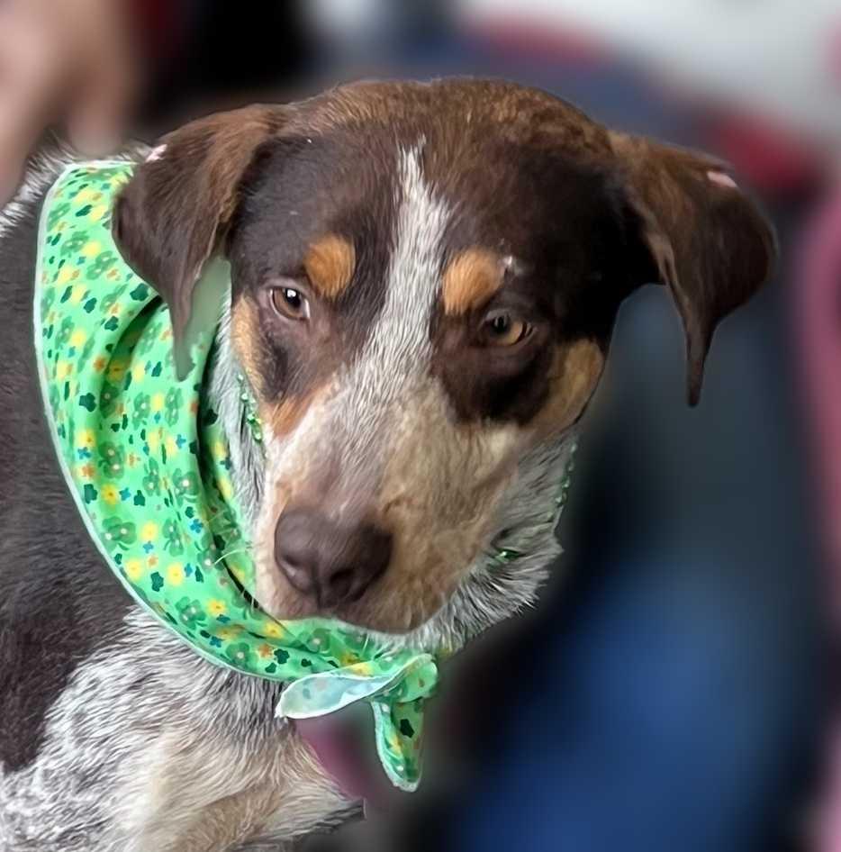 Molly, ADOPTABLE, Adult Female Cattle Dog & Pointer.