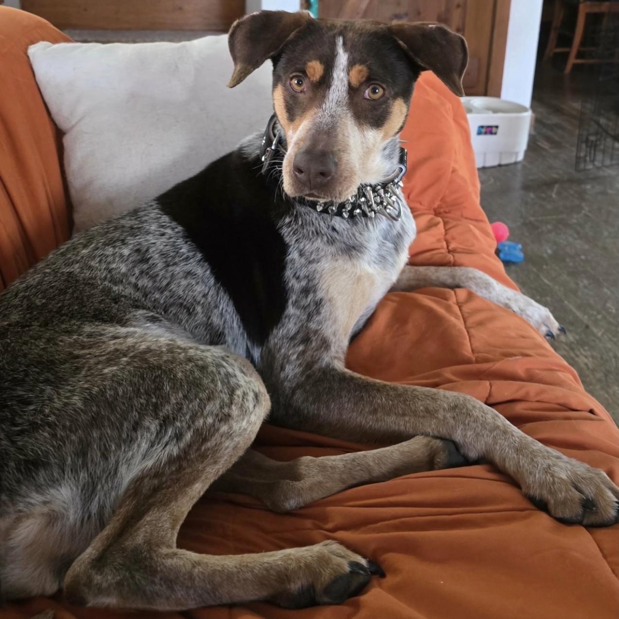 Enlarge Molly, a ADOPTABLE mixed breed in Cedarburg, WI image 2/6