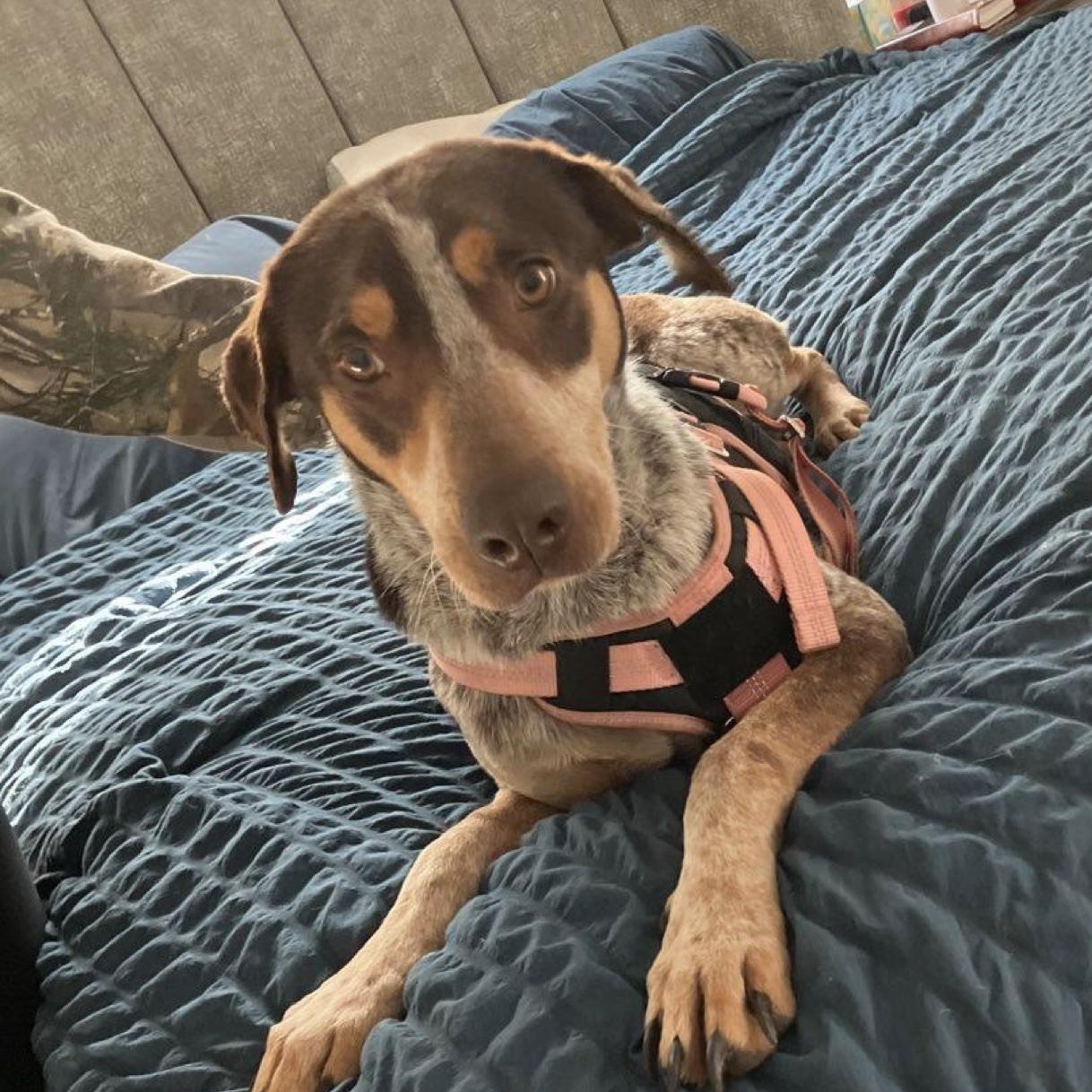 Enlarge Molly, a ADOPTABLE mixed breed in Cedarburg, WI image 5/6